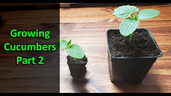 How To Grow Cucumbers Part 2 - Replanting - DayDayNews