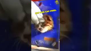 Best cat rescue that will restore faith in humanity 🐱❤️ #shorts ​