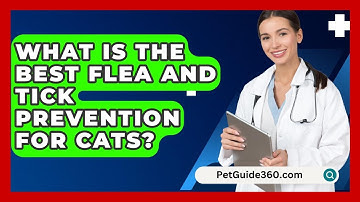 What Is The Best Flea And Tick Prevention For Cats? - PetGuide360.com