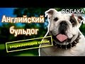 Английский бульдог. Энциклопедия пород собак.