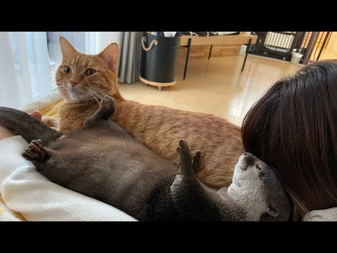 ??????? ????????????????? otter and a cat that stick together and sleep
