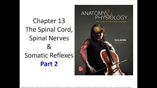 (BC BSC 2085) Chapter 13 Spinal Cords, Spinal Nerves and Somatic Reflexes FT Part 2