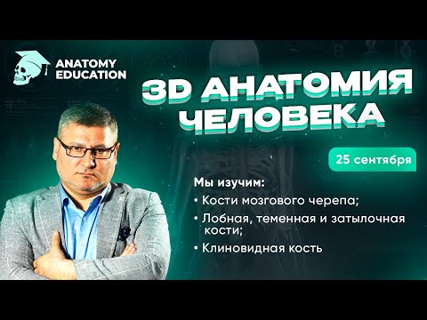 3D Анатомия для студентов. Кости мозгового черепа. Лобная, теменная, затылочная, клиновидная кости