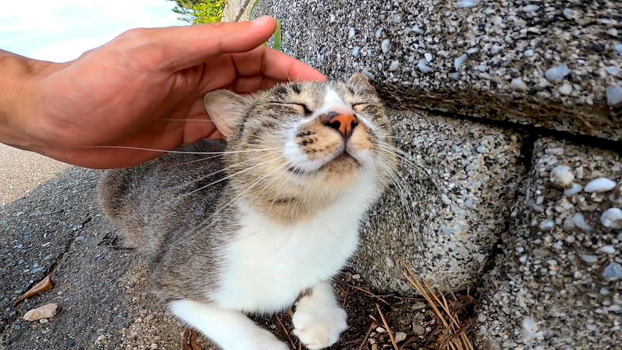 会うと必ず挨拶してきて 撫でるとゴロゴロ喜ぶ野良猫がカワイイ Youtube