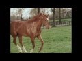 Secretariat in retirement