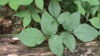 How to tell the difference between Poison Ivy and Virginia Creeper