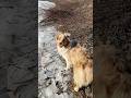 Gifts from the River gods !! 👼 #river #nature #god #farmlife #winter #dog who doesnt love rope!!