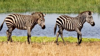 "Exploring the Wonders of Tarangire National Park: A Safari Adventure