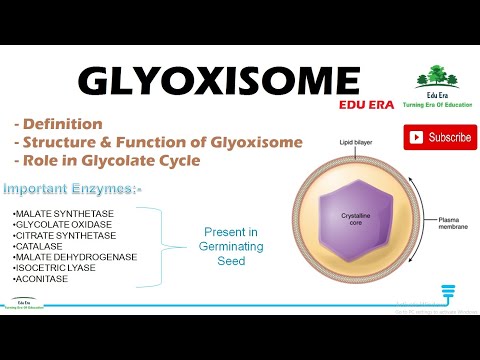 Glyoxysomes structure and function | Cell Biology For NEET, REET, BSC, Class 12