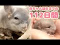 赤ちゃんチンチラ誕生までの112日間まとめ【チンチラお産記録】