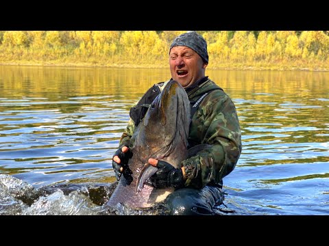 Видео: Дикие таймени Станового хребта (Якутия) Wild Hucho taimen of Yakutia