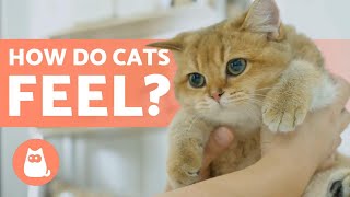 Do Cats Have FEELINGS? 😸 Do They Have EMOTIONS?