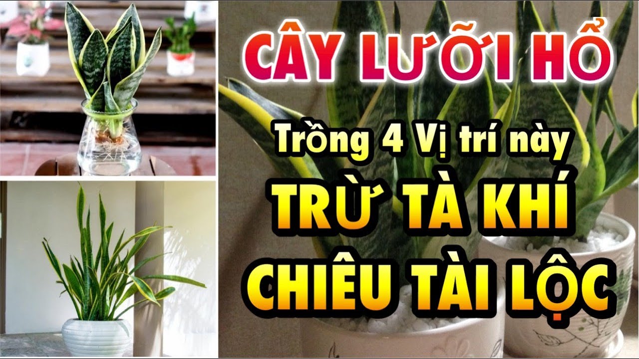 Cây lưỡi hổ: Ý nghĩa phong thủy và cách trồng, chăm sóc cây đúng