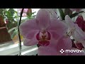 Подвожу итоги &quot;балконного&quot;сезона.Обзор цветущих орхидей.Немного о поливе.
