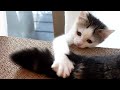 子ねこじゃらしな、まるしっぽ。-Maru's tail is the most attractive toy for kittens.-