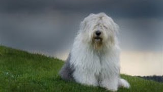 Бобтейл. Лучшие породы собак. Бобтейл. Лучшие породы собак.