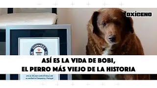 El secreto de Boby para ser el perro más viejo del mundo | Oxígeno