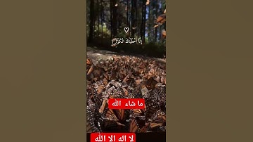 سورة الكوثر ❤️🩷تلاوة رائعة خاشعة تريح القلب@مجيدوchanel