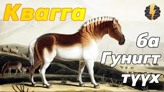 :      - Equus quagga quagga
