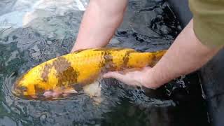 Unpacking and releasing 50cm Koi from Yoshikigoi Poland