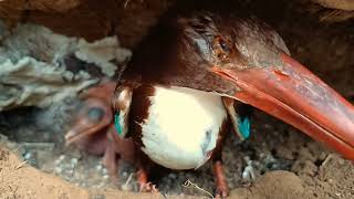 INDUK BURUNG TENGKEK TETAP TANGGUH ASUH BAYINYA MESKI CACAT PISIK