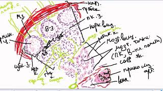 Гистологическое строение лимфатического узла. Препарат: лимфатический узел.