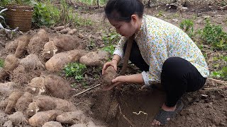 Life of a 18 Year Old Single Mother | Harvesting Yam tubers in the Forest - Buying Chicken breeds