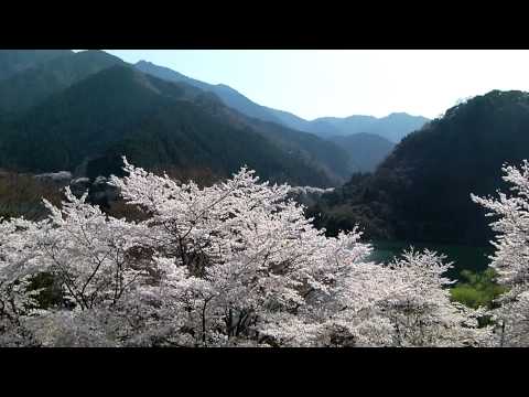 君ケ野ダムの桜20110410１