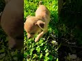 Baby dog💗#cute puppy barking#4kviral#shorts @naxBiggio74MEF3