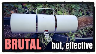 BEST TRAP for Squirrels (tube trap)