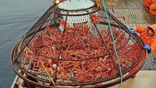 Amazing Alaska King Crab Fishing Sea - Fastest King Crab Catch & Processing