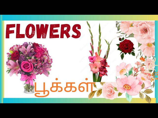 Flowers Names ப க கள ன