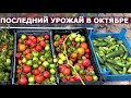 Закрытие сезона Обзор последних урожаев года