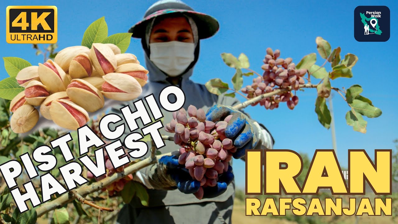 Walking in a Pistachio Garden 🍃 | Discover How Pistachios Are Harvested in Iran 