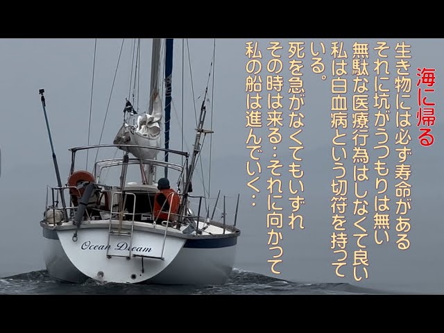 ジブセイル レギュラージブ 28フィート づらかっ