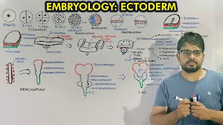 Neurulation and Organogenesis from Ectoderm / Embryology of Ectoderm