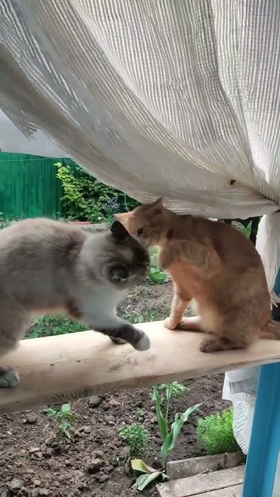 Странная парочка😺😸 - YouTube
