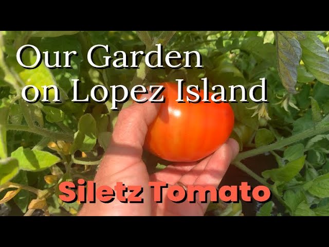 About my Kitchen Garden  Lopez Island Kitchen Gardens