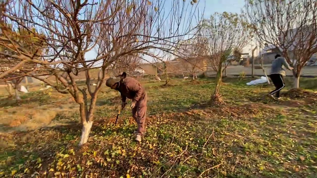 زيارة إلى مزرعة الاخ ابو حمد الثانية ( تقليم اشجار المشمش)