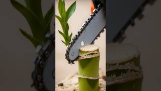 Cutting Sprouted Bamboo With Chainsaw Machin #bamboocutting