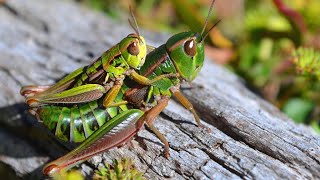 One Billion Animals, Insects Impacted By Australias Wildfires