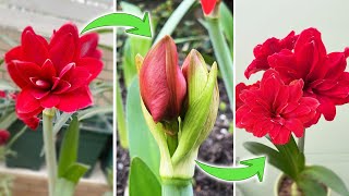 วิธีทำ Amaryllis Rebloom | ข้อเท็จจริงที่น่าสนใจเกี่ยวกับดอกตูมอะมาริลลิส