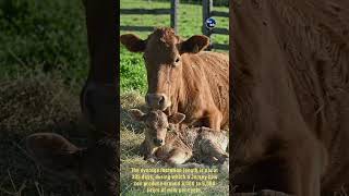 Jersey Cow || Complete Dairy Breed Guide ||High Fat Milk Producer || Profitable Dairy Farming ||