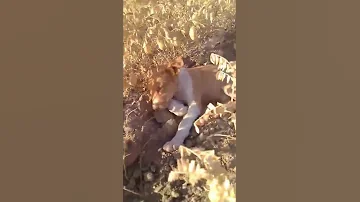 مبروك عواشركم الخوت ديرو أبوني بغينا نطلعو هذه القناة الله يسهل عليك دعمنا 