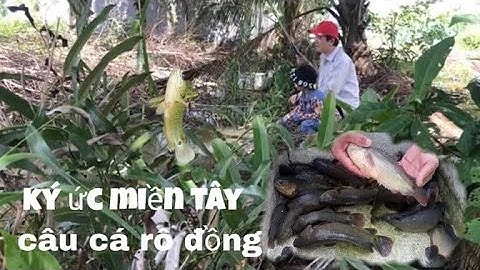 Câu Cá Rô Đồng Bữa Cơm Chiều Của Người Miền Tây / Fishing | Ốc Miệt Thứ Miền Tây