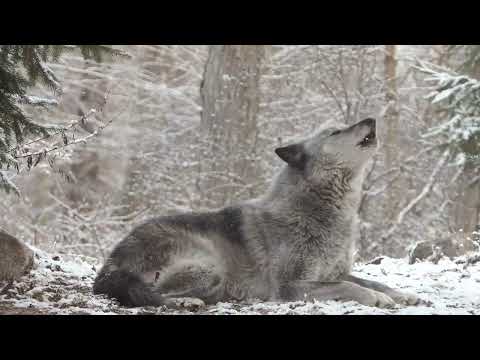 Wolf's Sweet Voice Inspires 50 Wolves to Howl