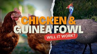 5 Reasons To Raise Guinea Fowl With Your Chicken