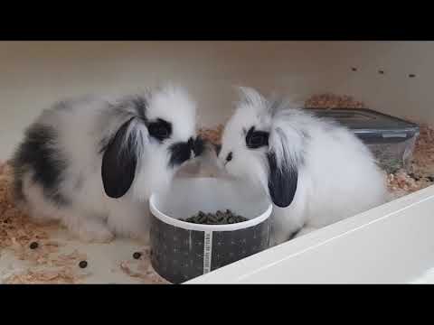 camera iphone 8 plus apk 롭이어 토끼 아기들... 사료 먹어요. 누워서 자요. 털손질 해요.