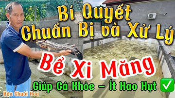 Bí Quyết Chuẩn Bị và Xử Lý Bể Xi Măng Mới Trước Khi Thả Cá Chuối Hoa - Giúp Cá Khỏe, Ít Hao Hụt