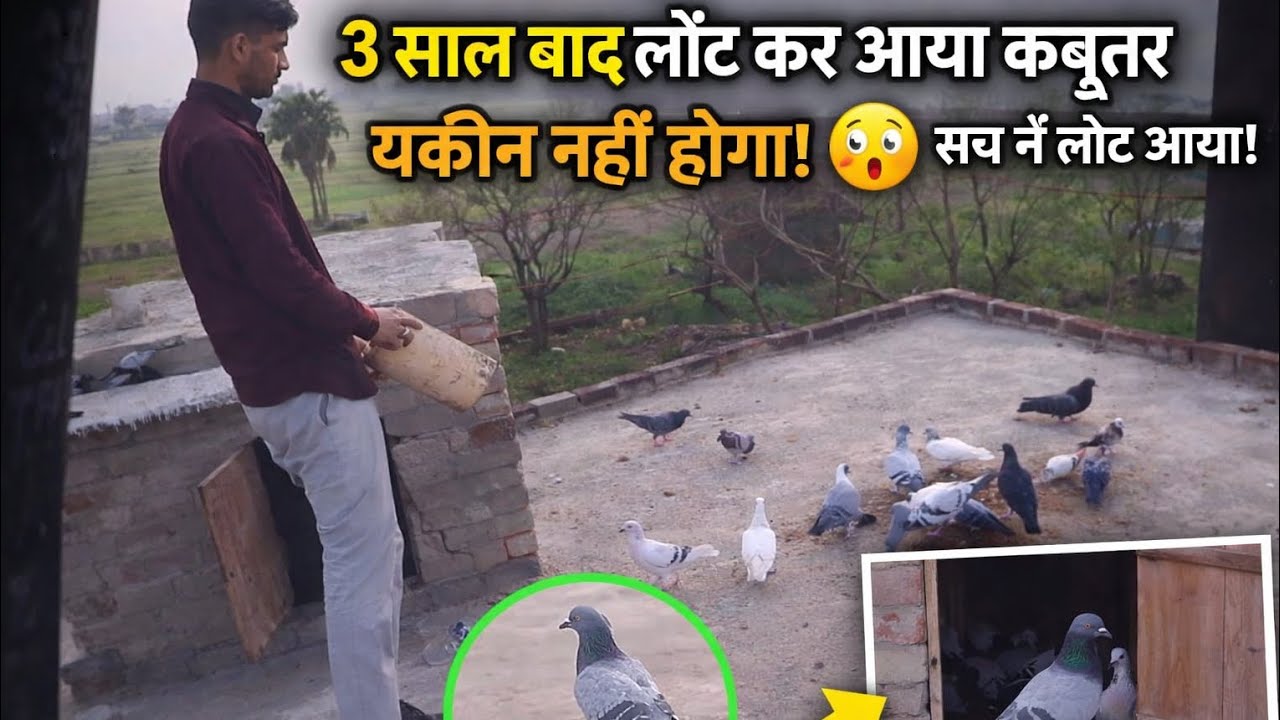 3 साल बाद वापस आया मेरा कबूतर 😱 | Emotional Moment 🕊️ | Kabutar Udaan King